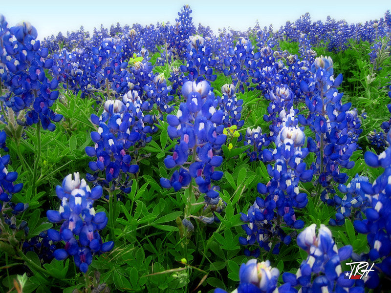 Time to Plant Bluebonnets!