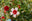 Martha's Bloomers logo